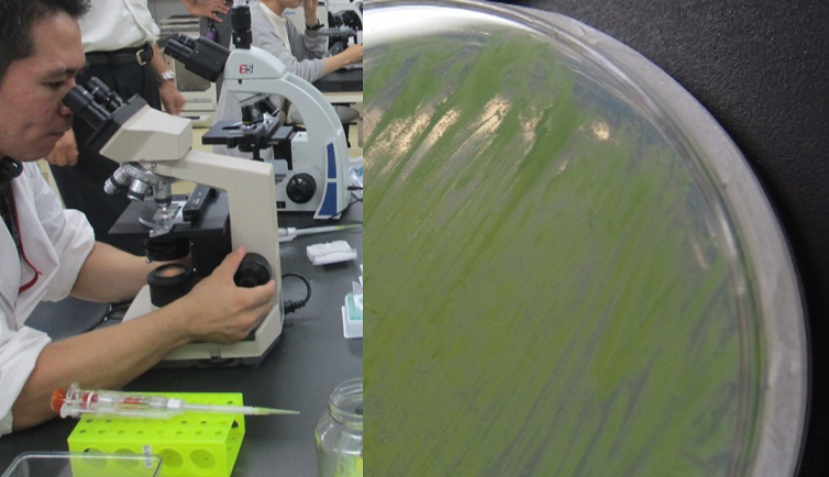 教員向け研修「有用微生物スクリーニングに挑戦！」