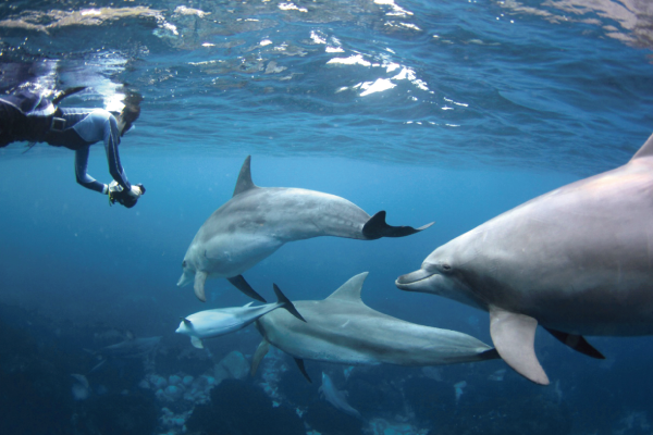 御蔵島での調査風景：水中でイルカの動画を撮影する酒井さん（撮影：石濱 愛子）