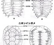 スッポンとニホンイシガメの骨格構造の比較（大阪府立富田林高等学校　科学部　解剖班）